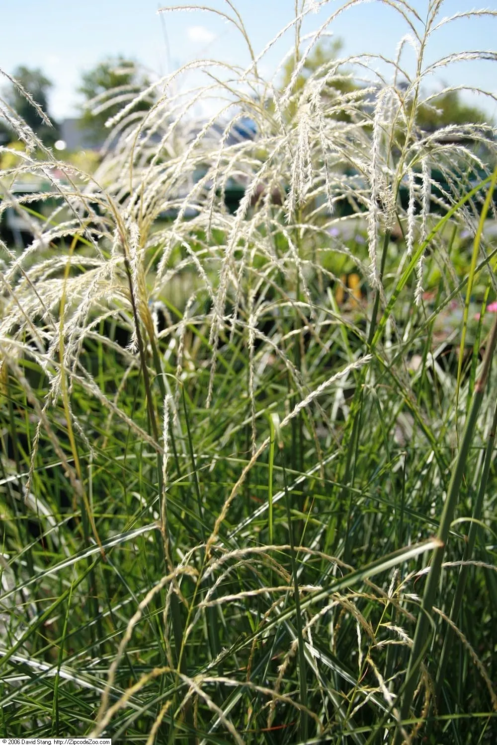 Japanese Silver Grass (Miscanthus Sinensis) — with a spread of 3 to 6 feet; from clay to sandy loams.<br><br>When incorporating Eulalia Grass into landscape