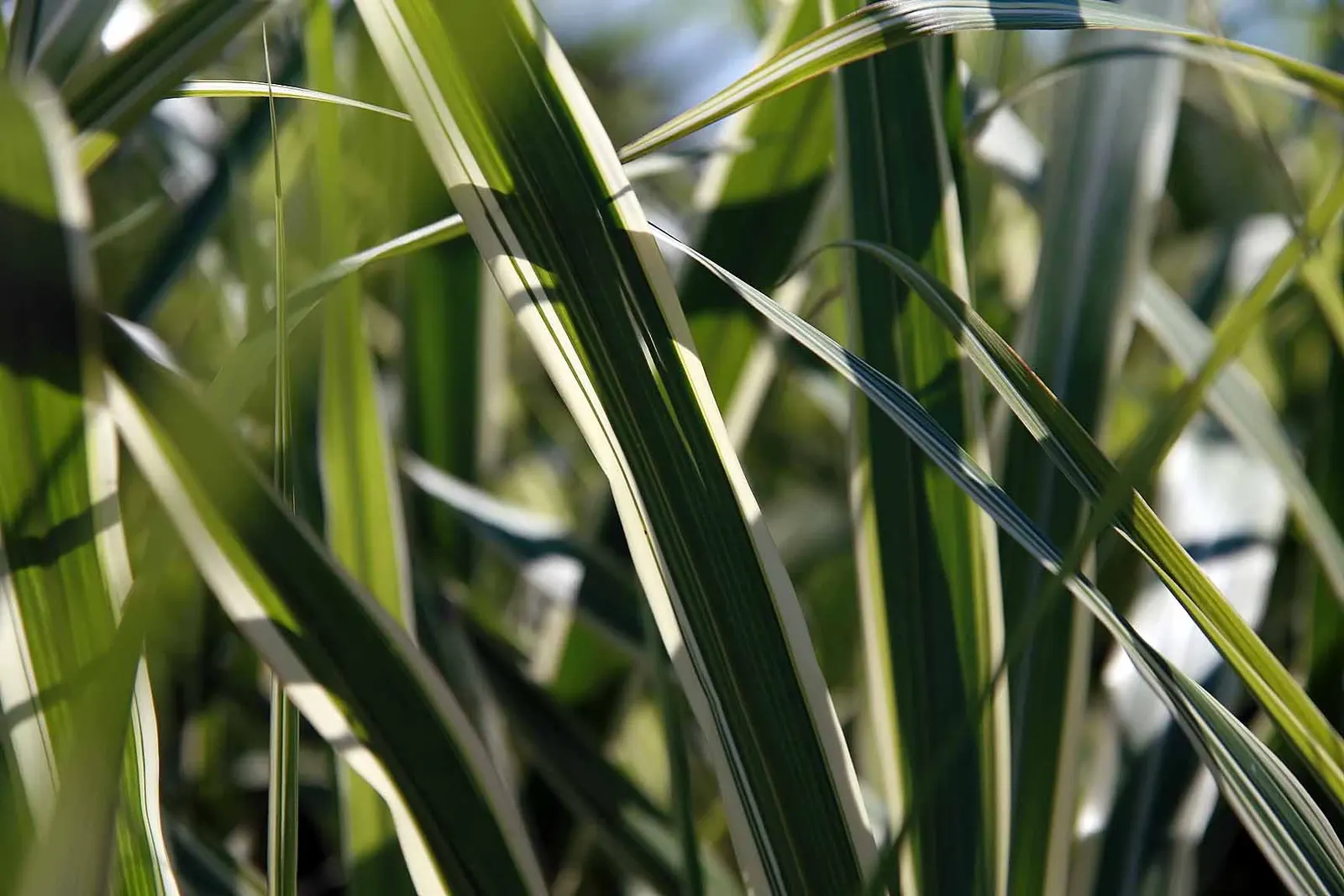 Japanese Silver Grass (Miscanthus Sinensis) — In late summer to early fall
