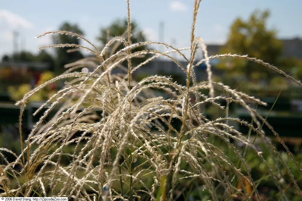 Japanese Silver Grass (Miscanthus Sinensis) — rising above the foliage by 1 to 2 feet; its arching foliage features prominent silver-green blades, image 78
