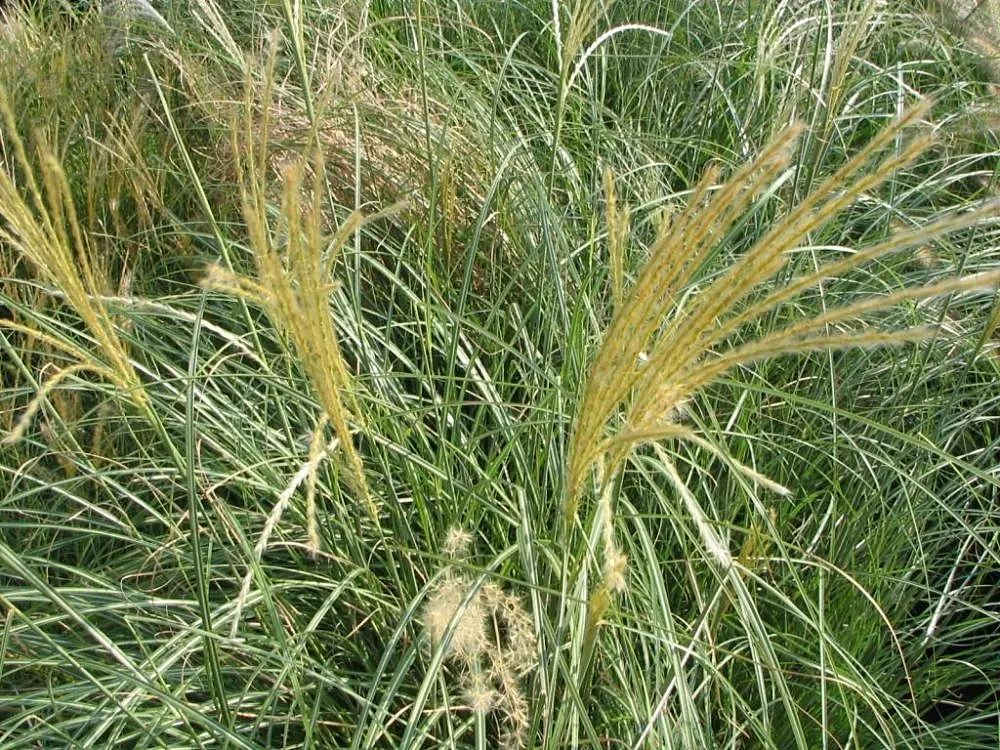 Japanese Silver Grass (Miscanthus Sinensis) — It is a robust perennial that typically matures to heights of 4 to 7 feet