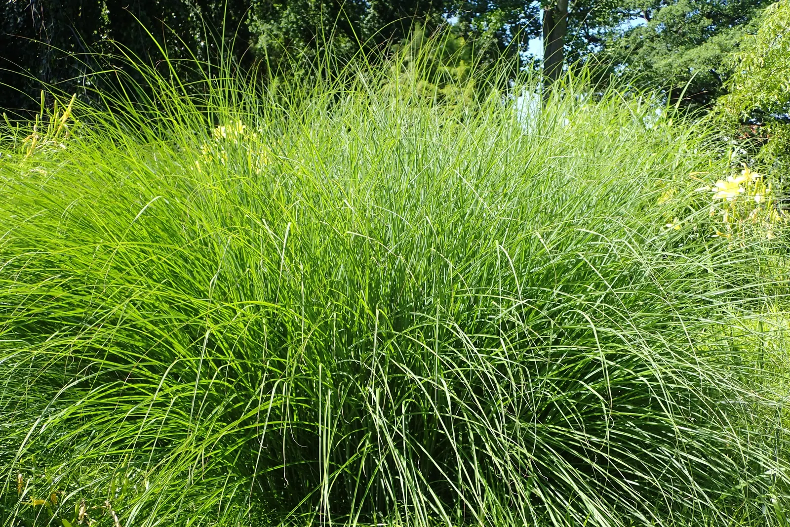 Japanese Silver Grass (Miscanthus Sinensis) — from clay to sandy loams.<br><br>When incorporating Eulalia Grass into landscape designs