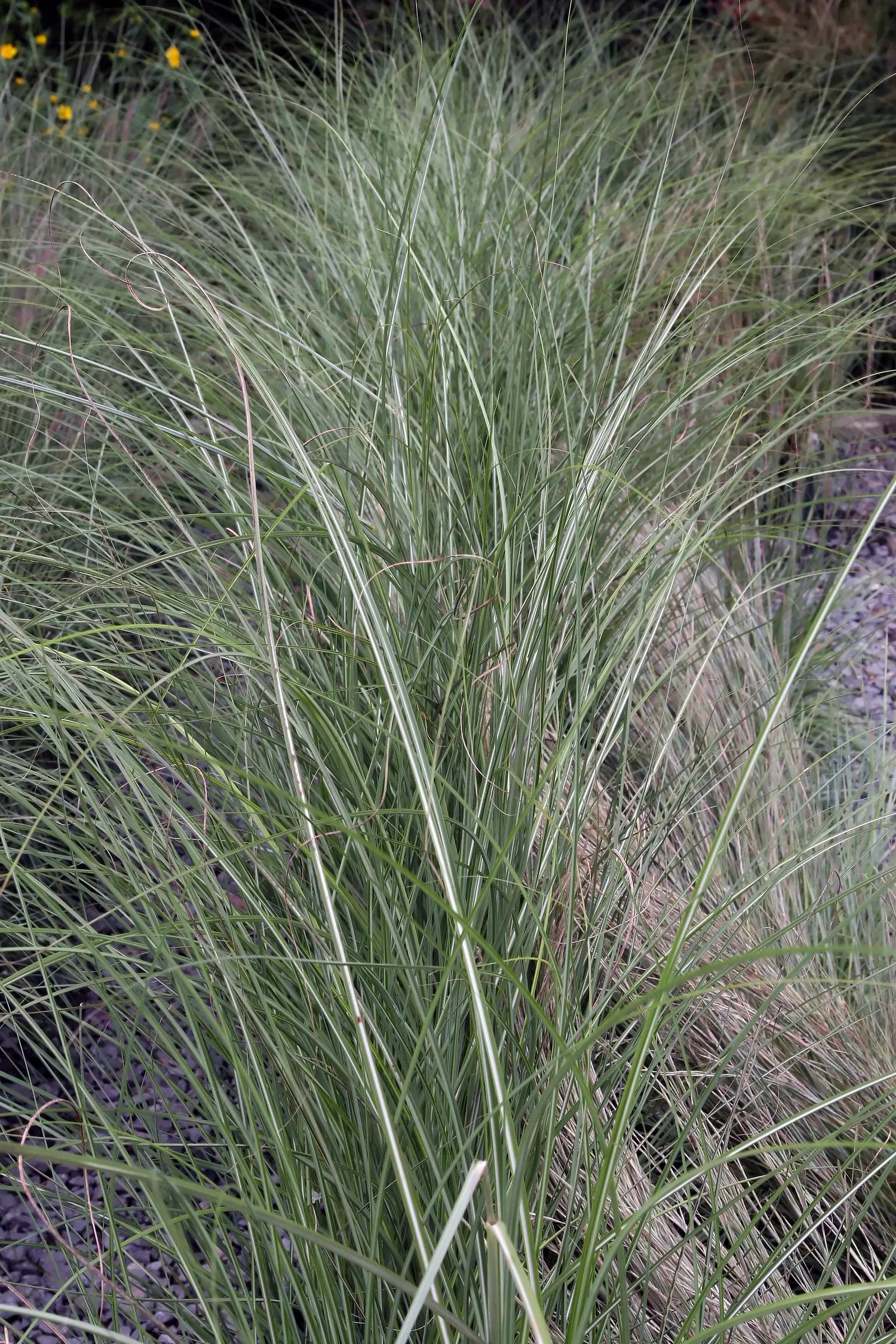 Japanese Silver Grass (Miscanthus Sinensis) — consider using it as a specimen plant; known as Japanese Silver Grass or Eulalia, image 82