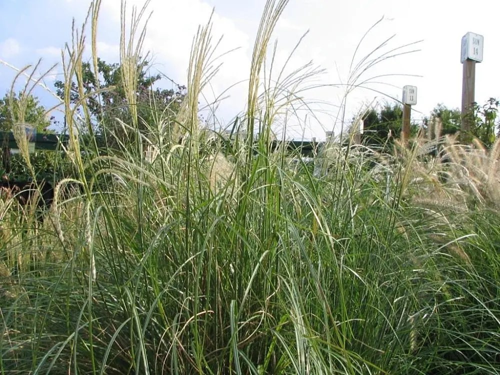 Japanese Silver Grass (Miscanthus Sinensis) — or as part of a mixed perennial border