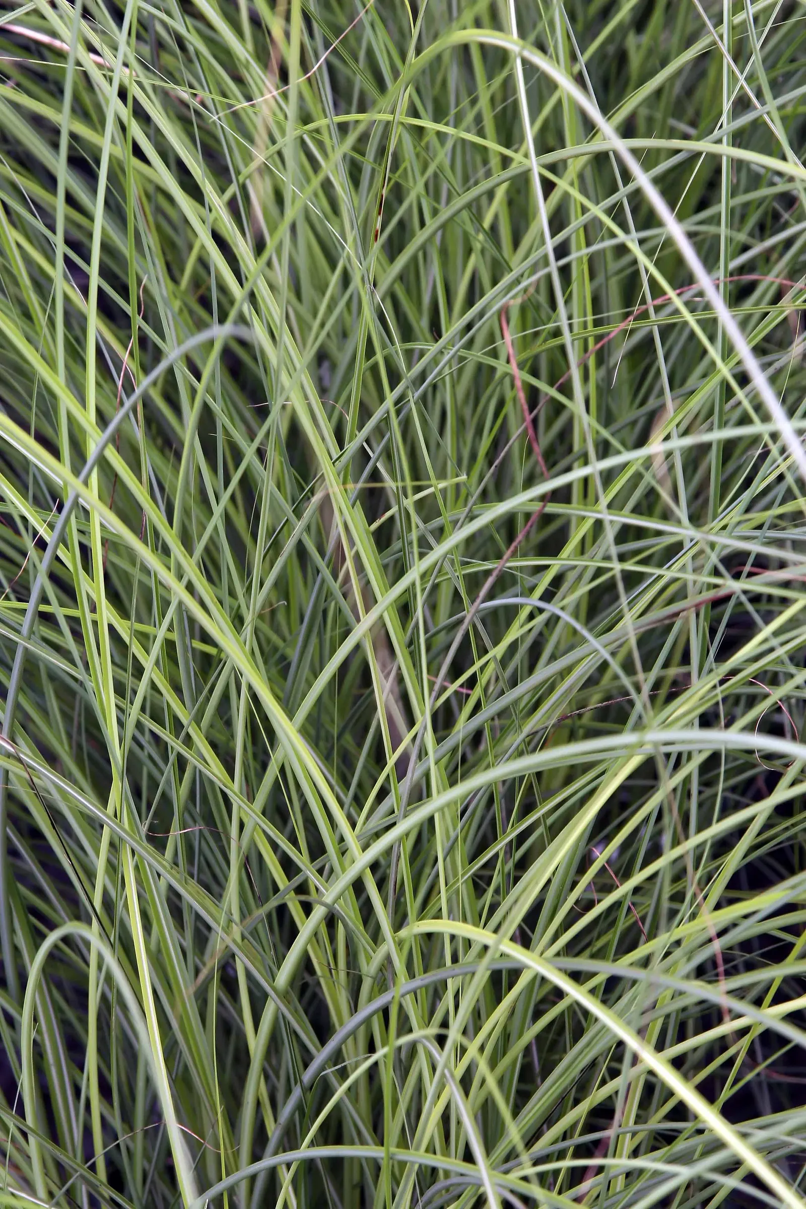 Japanese Silver Grass (Miscanthus Sinensis) — or as part of a mixed perennial border; commonly known as Eulalia Grass or Japanese Silver Grass, image 83