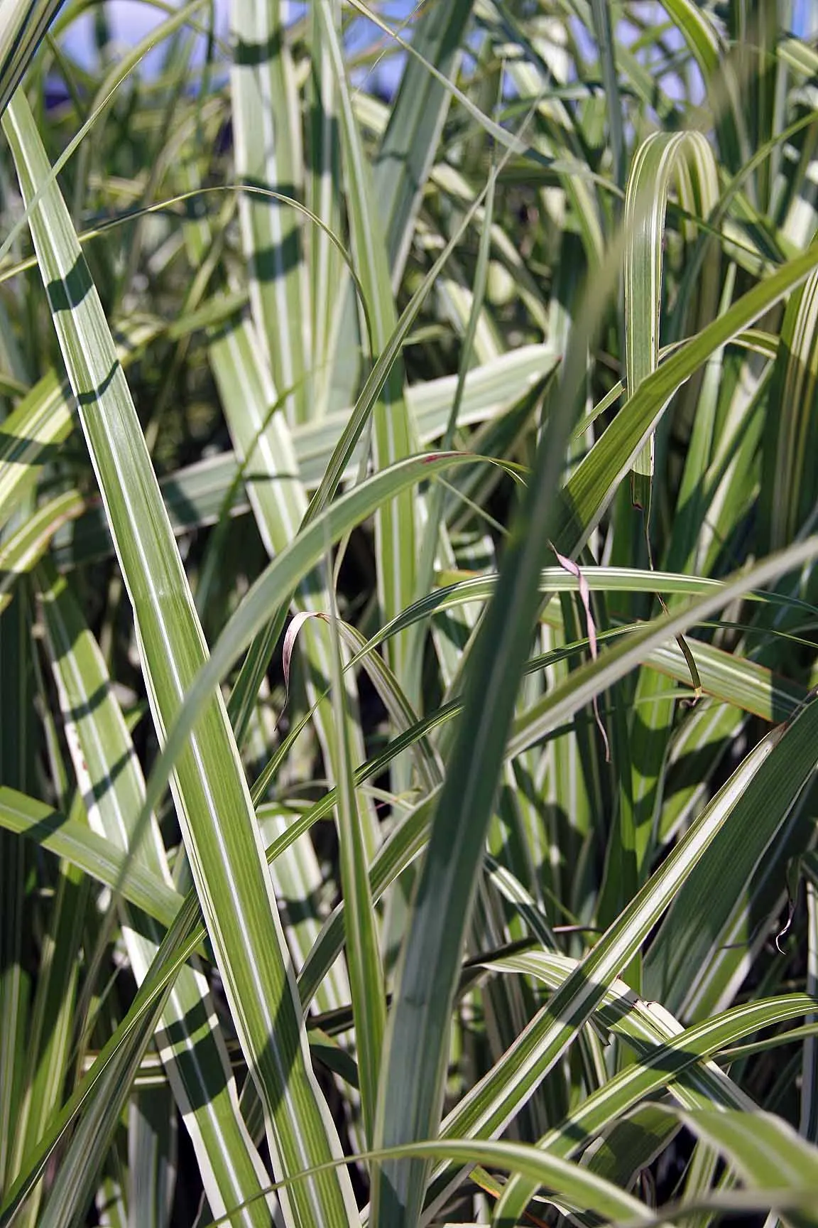 Japanese Silver Grass (Miscanthus Sinensis) — is an ornamental perennial grass reaching 4-7 feet in height with a 3-6 foot spread