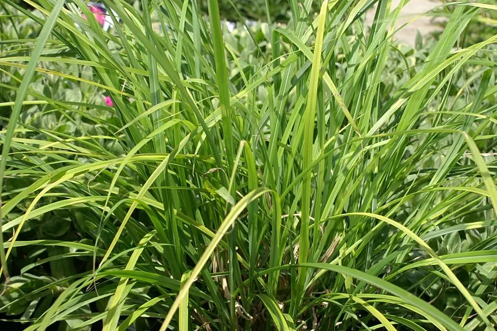 Japanese Silver Grass (Miscanthus Sinensis) — With its year-round interest and elegant poise
