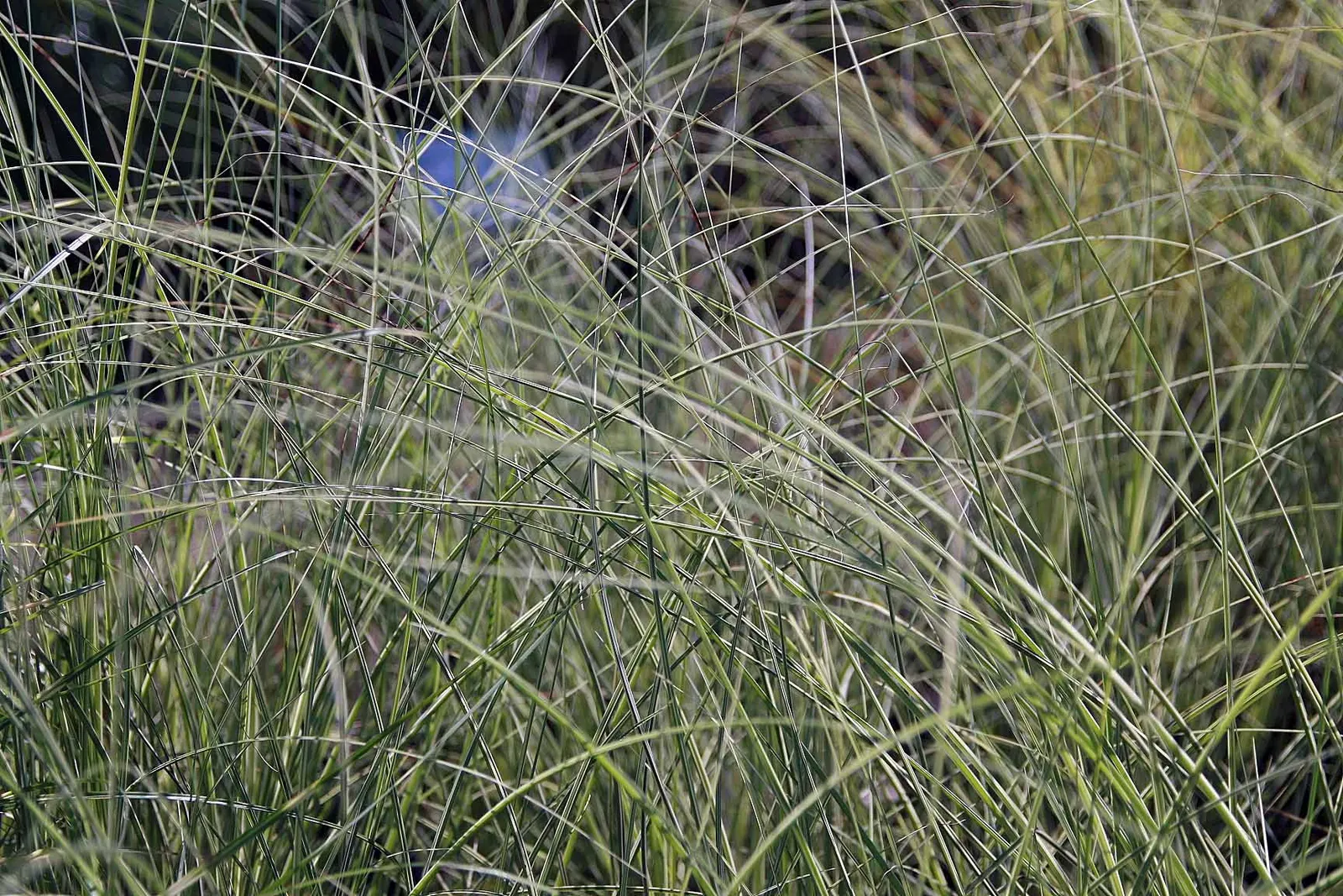 Japanese Silver Grass (Miscanthus Sinensis) — from clay to sandy loams.<br><br>When incorporating Eulalia Grass into landscape designs; this grass, image 81