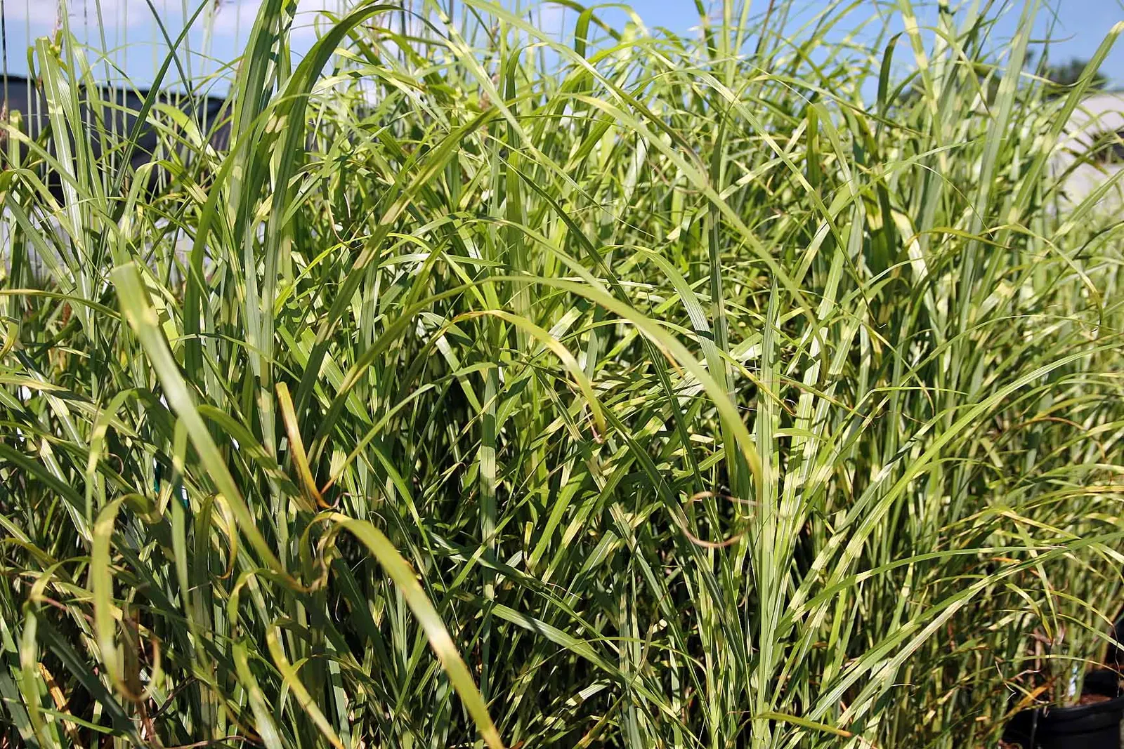 Japanese Silver Grass (Miscanthus Sinensis) — This grass is not only visually striking; the leaves transition to a lovely copper or gold in the, image 84