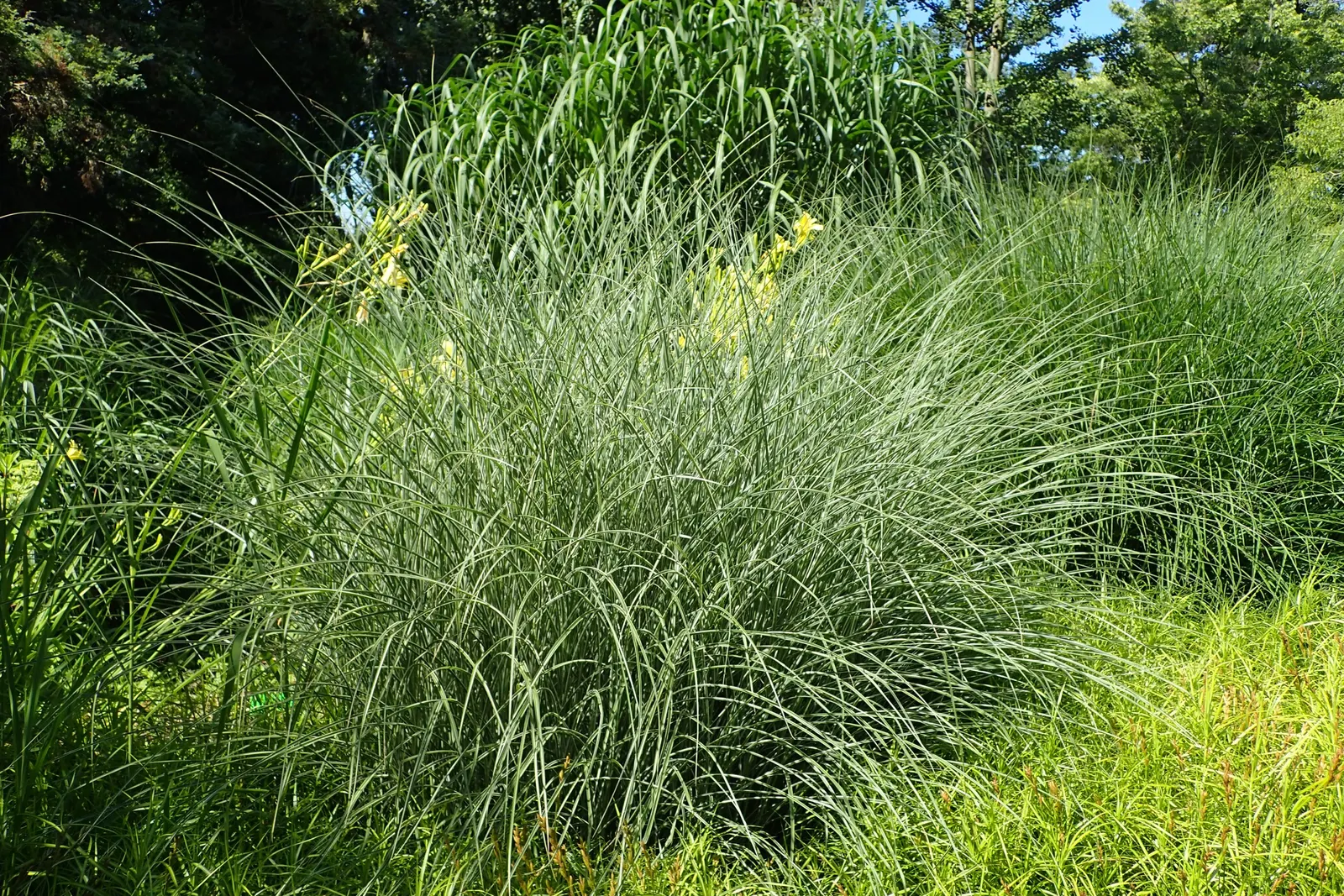 Japanese Silver Grass (Miscanthus Sinensis) — depending on the variety.<br><br>The foliage of Eulalia Grass is one of its most striking features