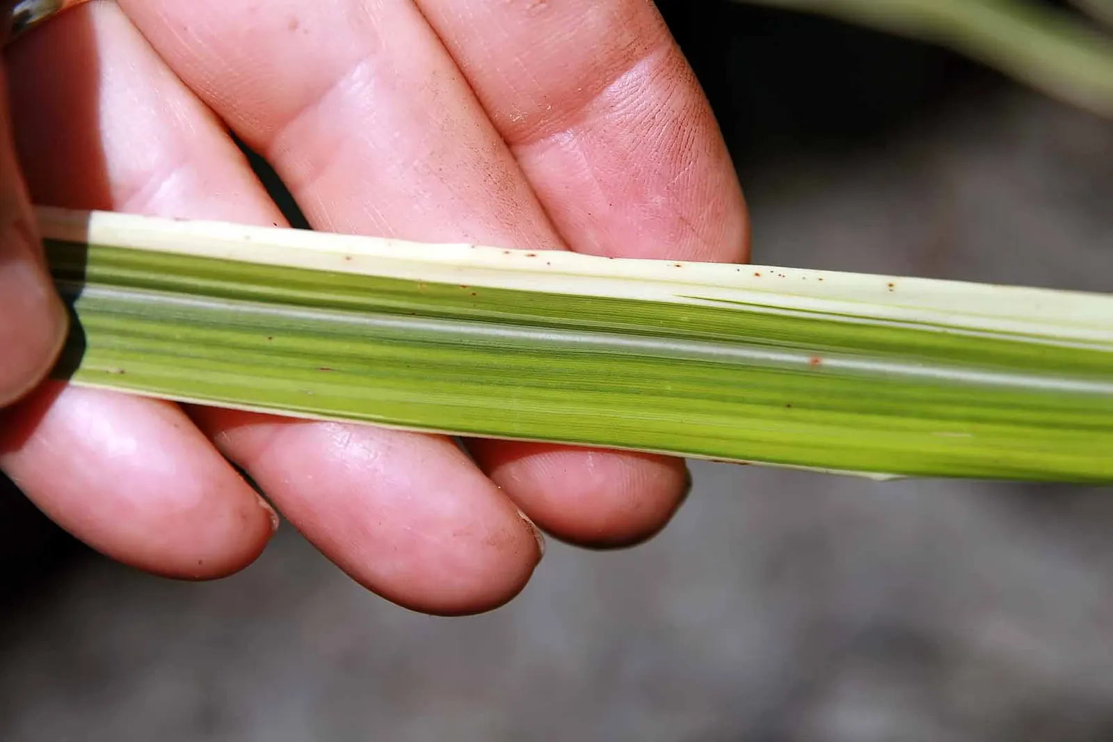 Japanese Silver Grass (Miscanthus Sinensis) — with low maintenance needs and moderate drought tolerance; in late summer to early fall
