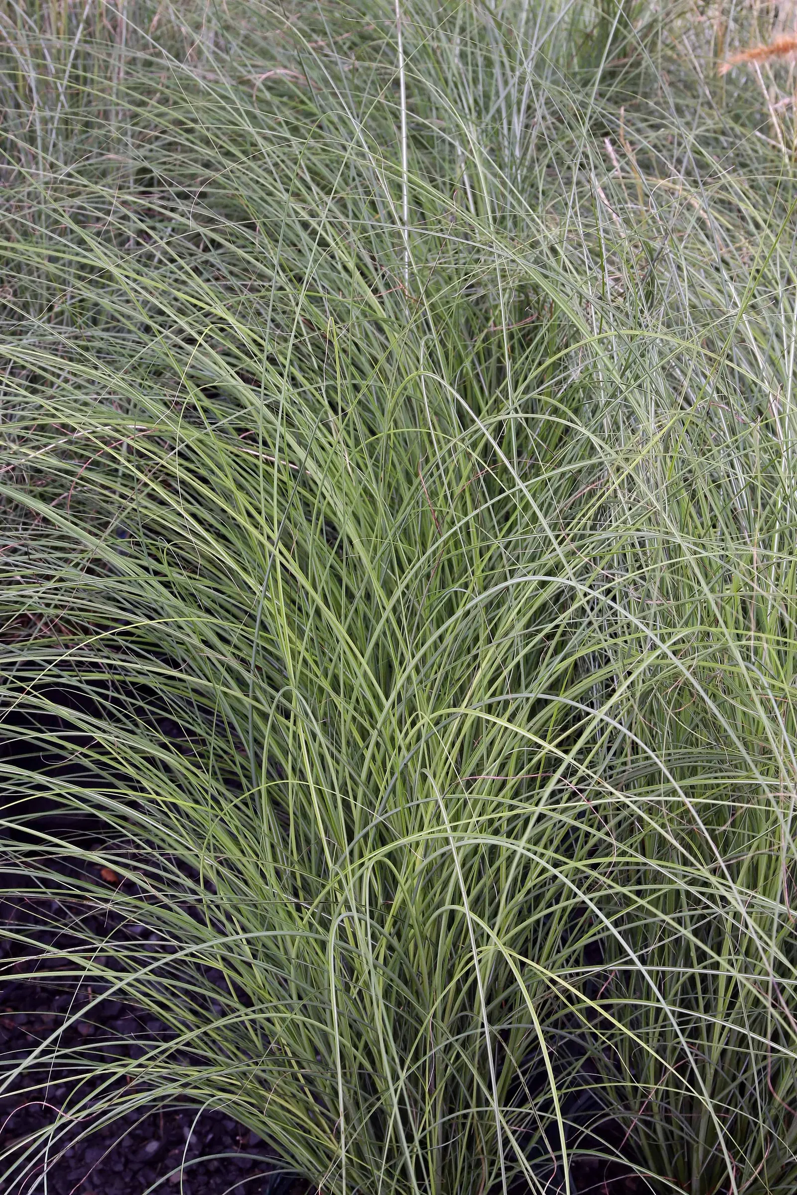 Japanese Silver Grass (Miscanthus Sinensis) — The leaves transition to a lovely copper or gold in the fall, offering extended visual interest; with, image 75