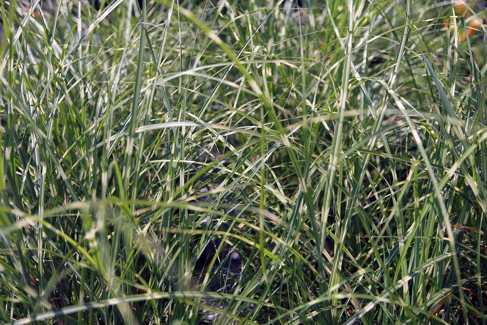 Japanese Silver Grass (Miscanthus Sinensis) — In late summer to early fall; and often persisting into the winter months