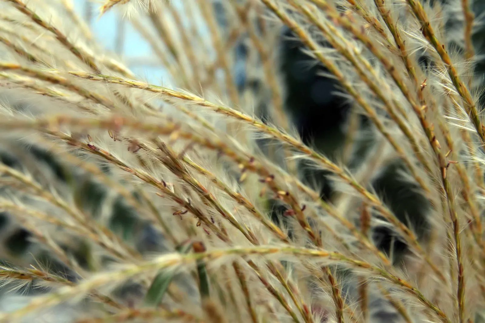 Japanese Silver Grass (Miscanthus Sinensis) — is a versatile and graceful ornamental grass that adds texture; grass / perennial for full