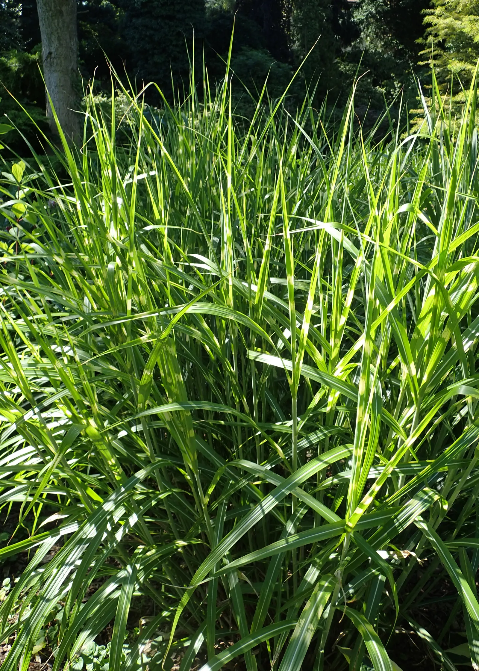 Japanese Silver Grass (Miscanthus Sinensis) — consider using it as a specimen plant