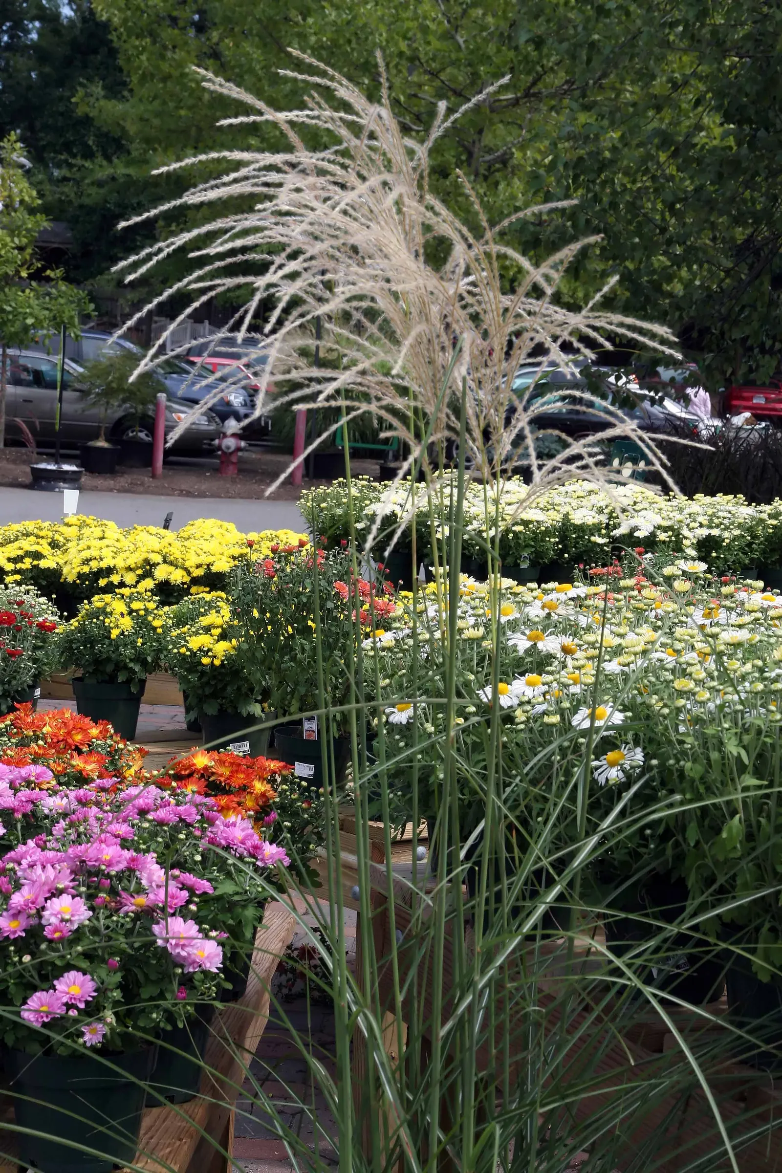 Japanese Silver Grass (Miscanthus Sinensis) — It prefers well-drained soil and can tolerate a range of soil types; feathery flower plumes emerge, image 80