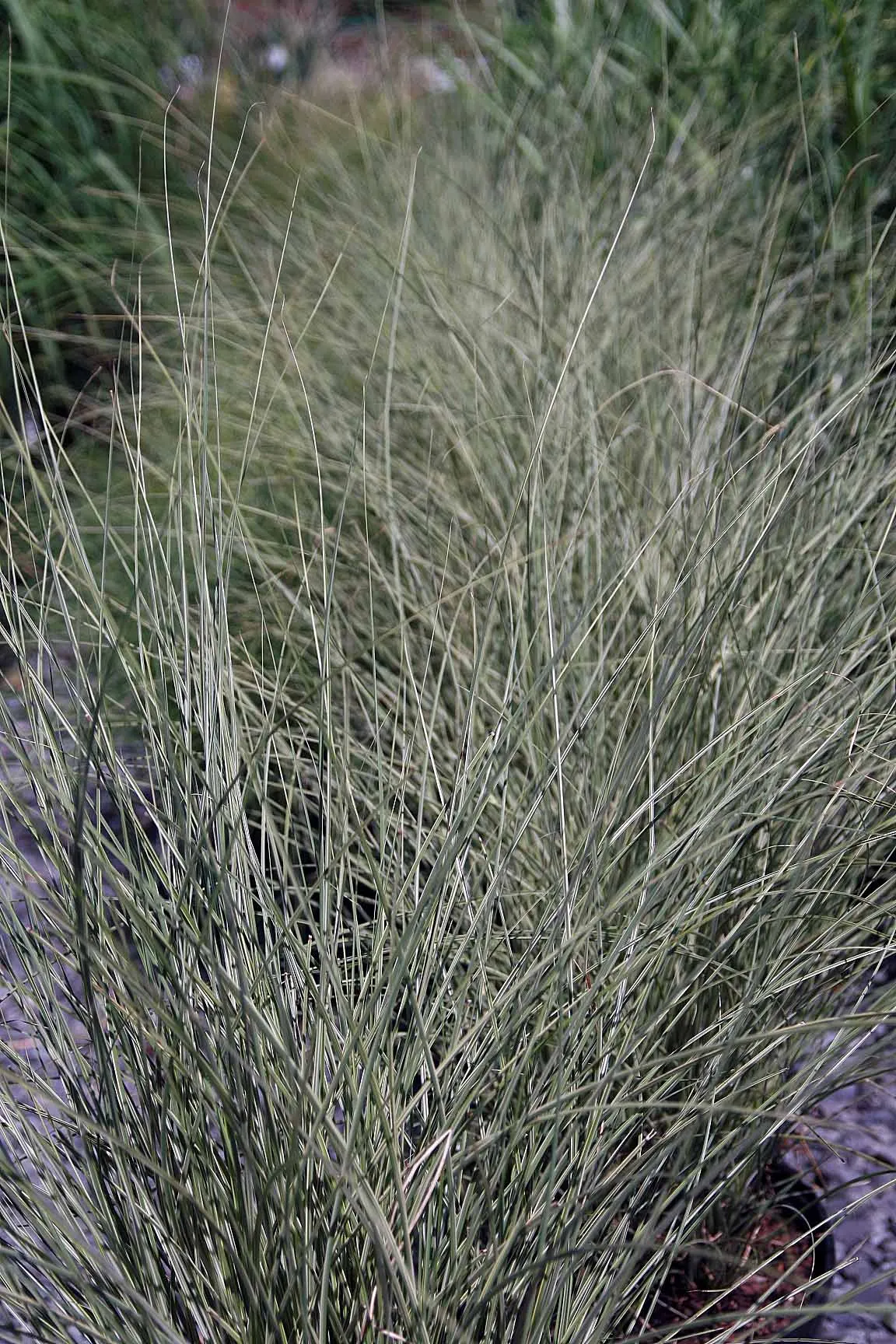 Japanese Silver Grass (Miscanthus Sinensis) — and long-lasting beauty to any landscape design; with low maintenance needs and moderate drought, image 70