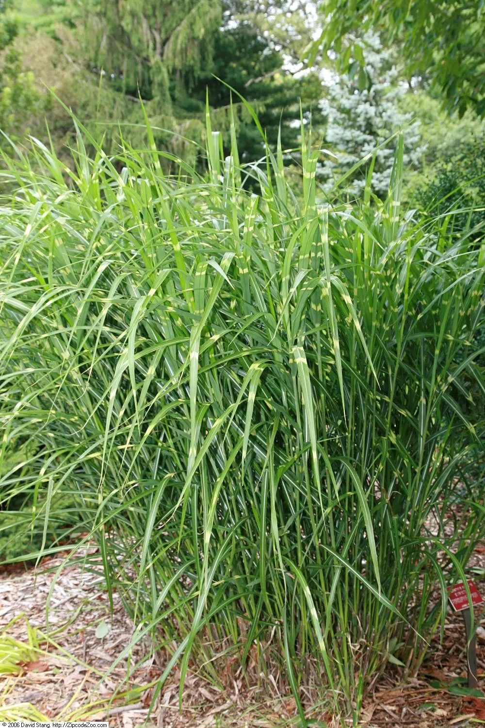 Japanese Silver Grass (Miscanthus Sinensis) — known as Japanese Silver Grass or Eulalia; fan-like plumes rising above