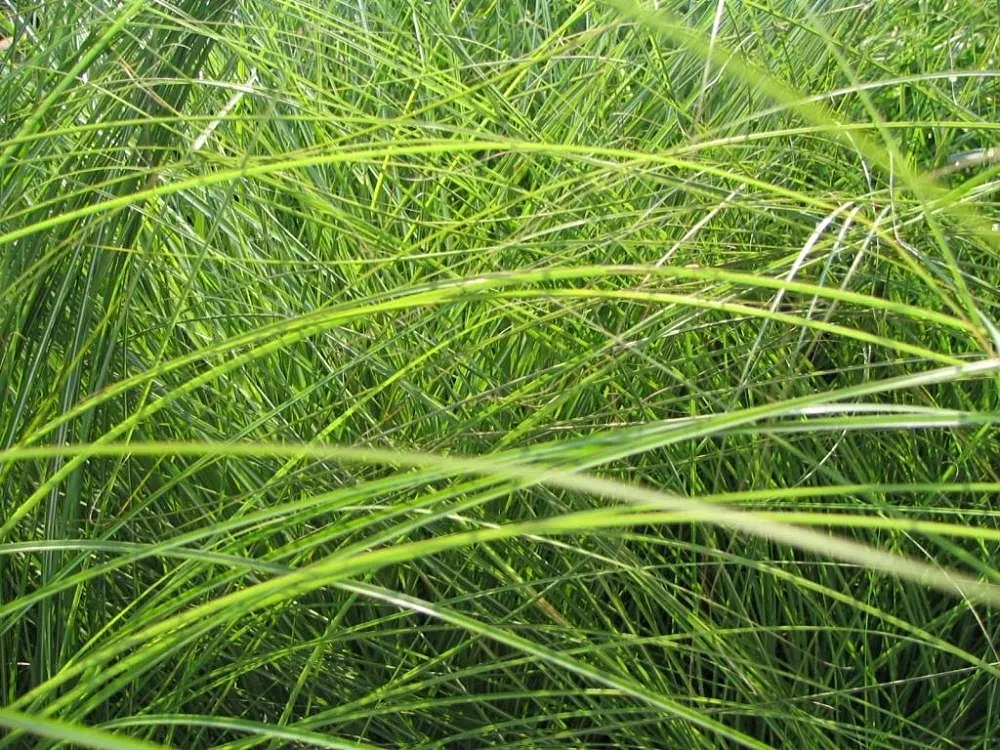Japanese Silver Grass (Miscanthus Sinensis) — Hardy in zones 4-9, it prefers full sun and well-drained soil