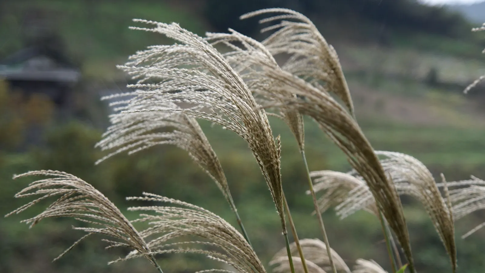 Japanese Silver Grass (Miscanthus Sinensis) — red flowers in the garden; depending on the variety.<br><br>The foliage of Eulalia Grass is one of its most