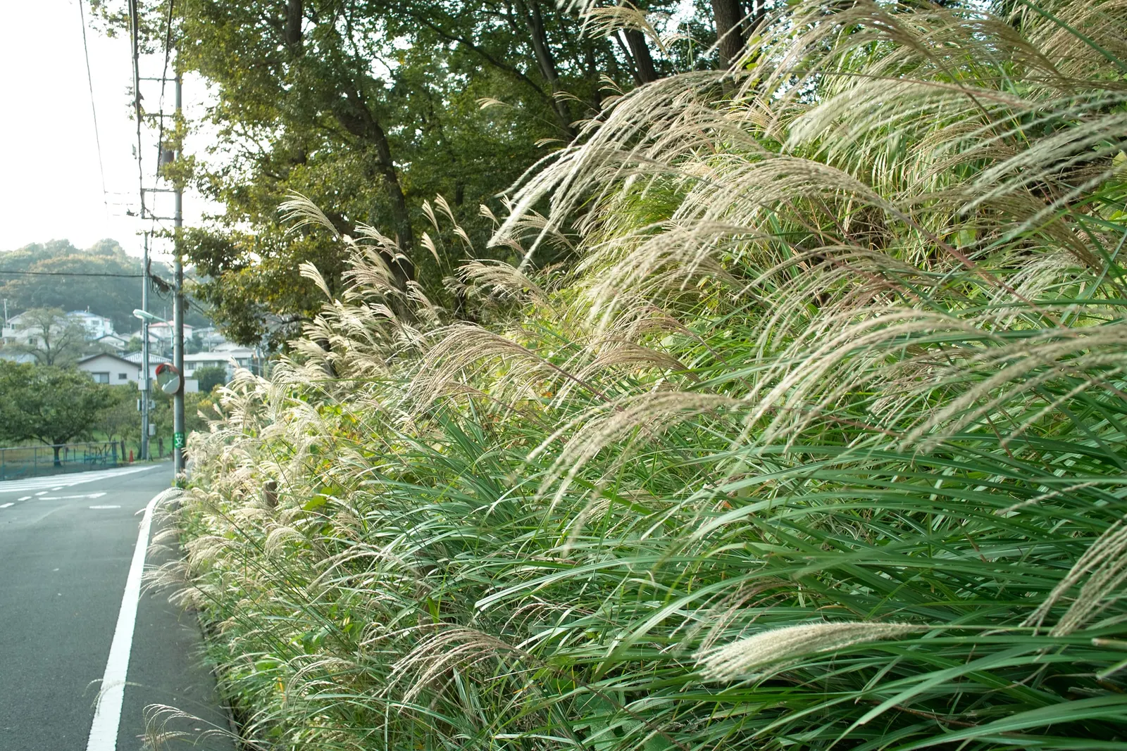 Japanese Silver Grass (Miscanthus Sinensis) — known as Japanese Silver Grass or Eulalia; fan-like plumes rising above, image 61
