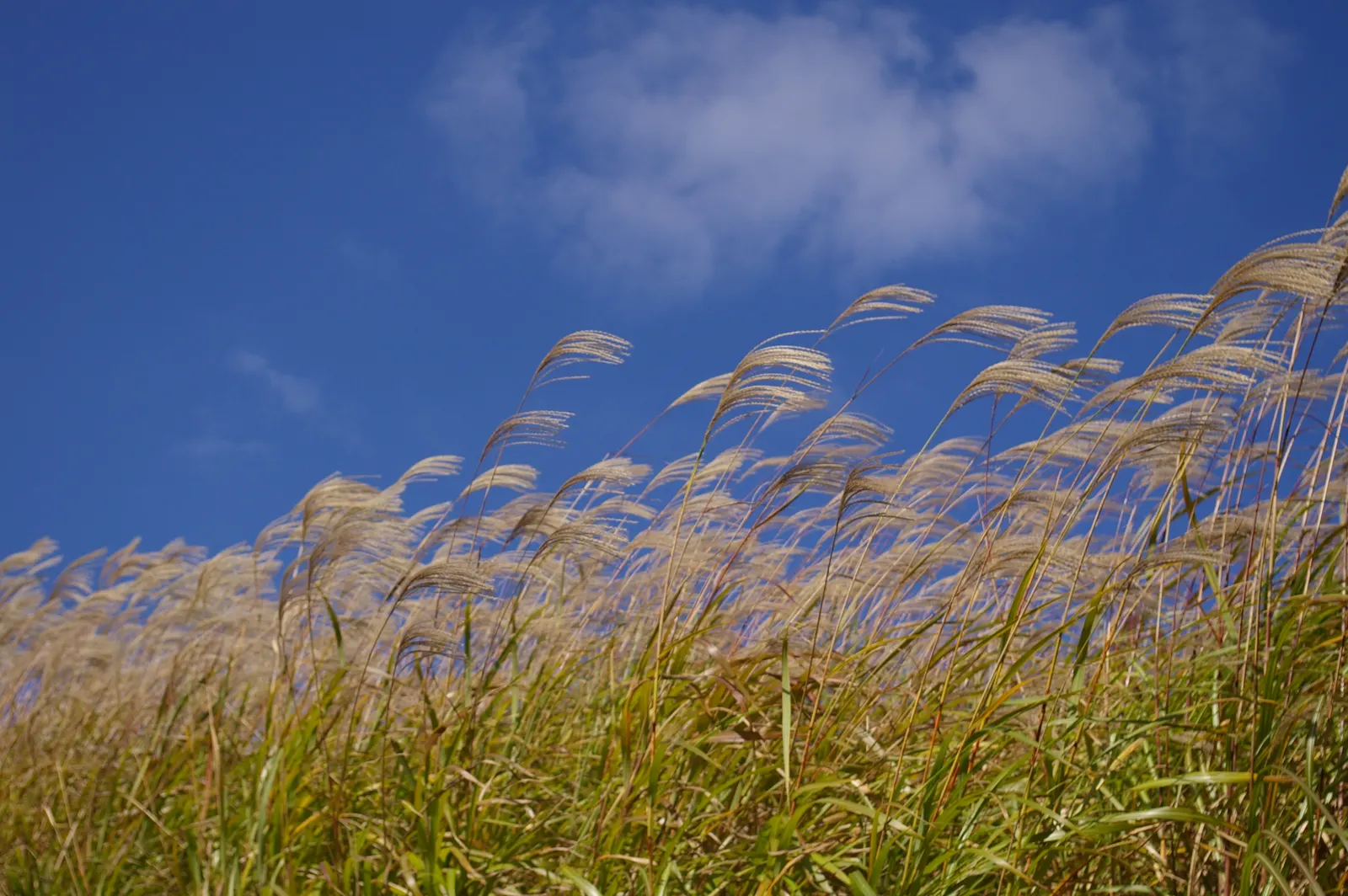 Japanese Silver Grass (Miscanthus Sinensis) — but also hardy in USDA zones 5 through 9; consider using it as a specimen plant