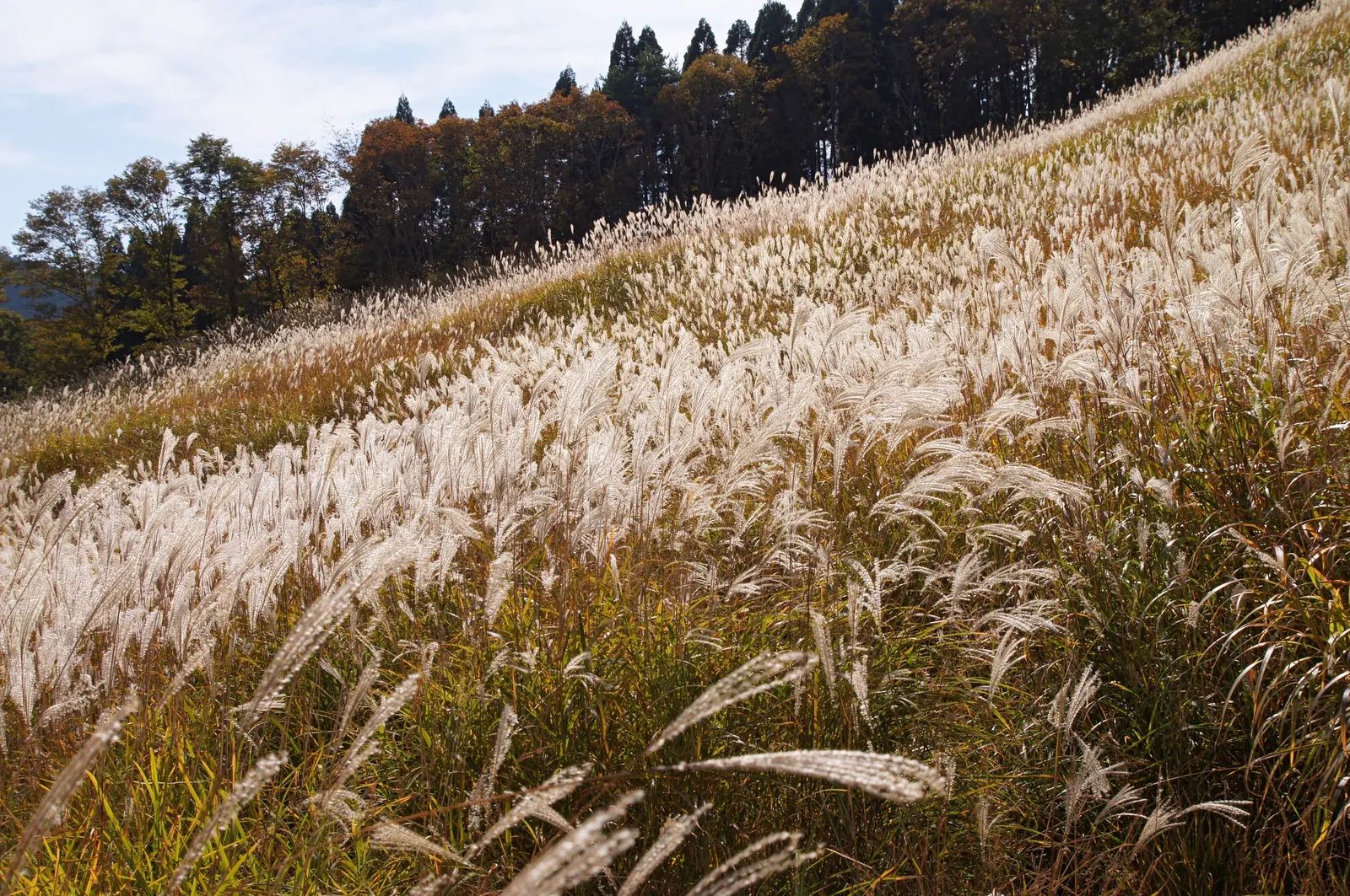 Japanese Silver Grass (Miscanthus Sinensis) — is an ornamental perennial grass reaching 4-7 feet in height with a 3-6 foot spread; it is a robust, image 62