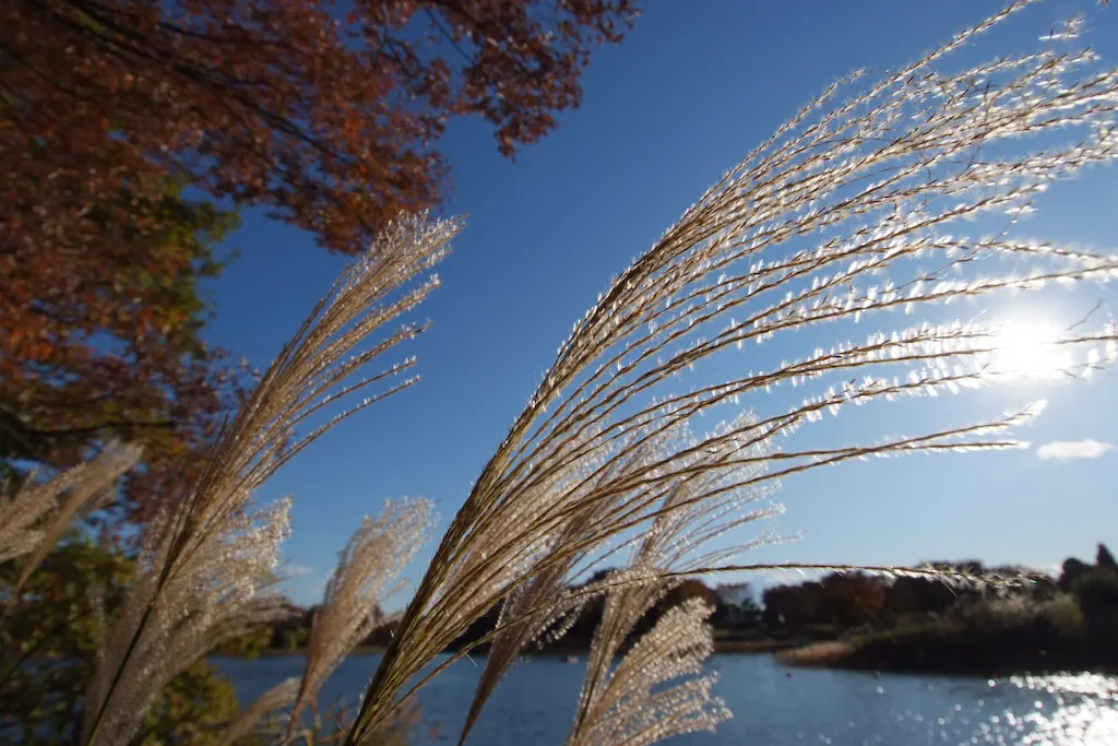 Japanese Silver Grass (Miscanthus Sinensis) — Its arching foliage features prominent silver-green blades; rising above the foliage by 1 to 2 feet, image 63
