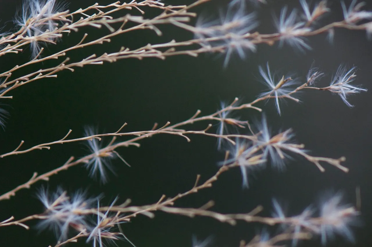 Japanese Silver Grass (Miscanthus Sinensis) — showing resistance to pests and diseases and requiring minimal maintenance once established; grass /, image 86