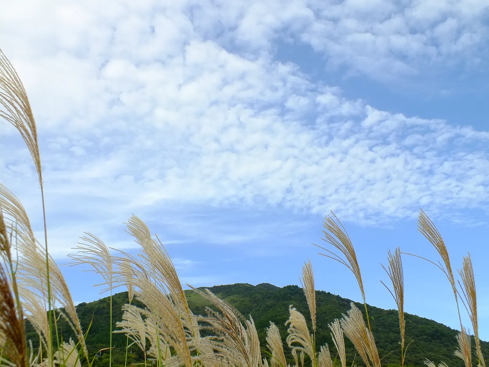 Japanese Silver Grass (Miscanthus Sinensis) — Hardy in zones 4-9, it prefers full sun and well-drained soil; is an ornamental perennial grass, image 65