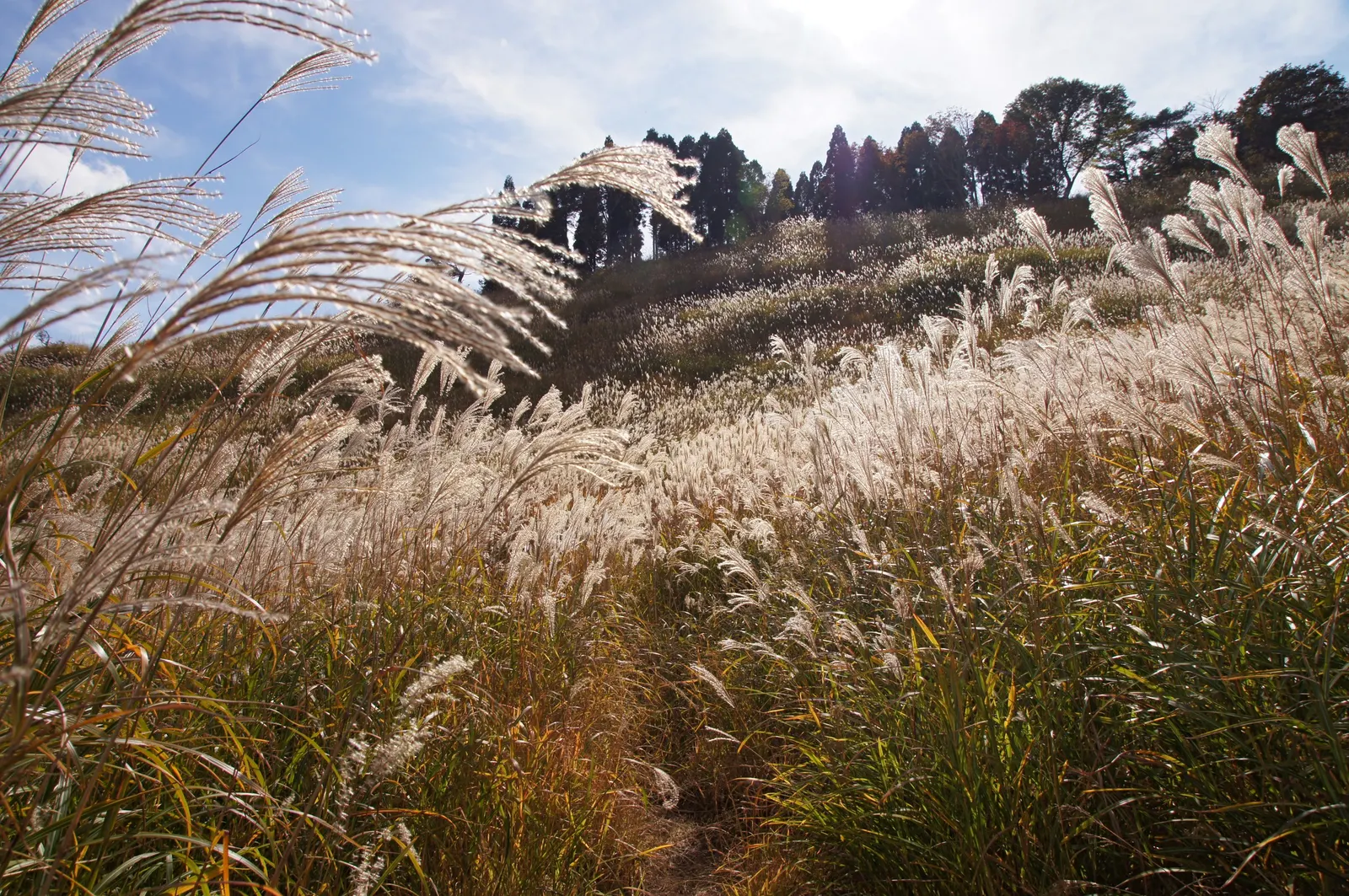 Japanese Silver Grass (Miscanthus Sinensis) — fan-like plumes rising above; but also hardy in USDA zones 5 through 9, image 64