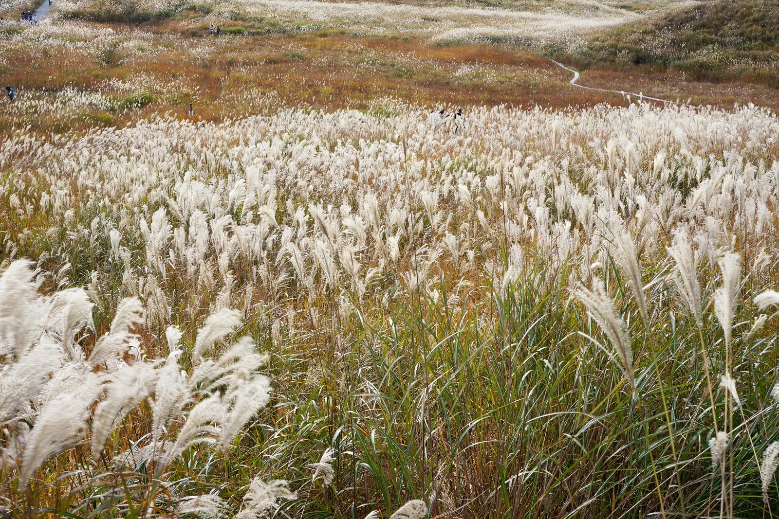 Japanese Silver Grass (Miscanthus Sinensis) — grass / perennial with red blooms; it prefers well-drained soil and can tolerate a range of soil types