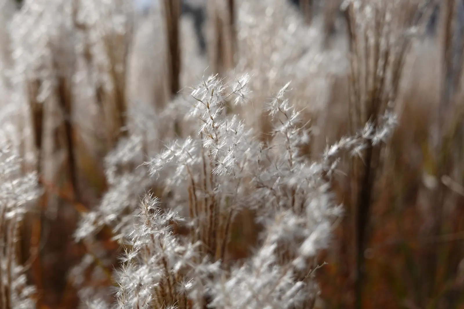 Japanese Silver Grass (Miscanthus Sinensis) — Hardy in zones 4-9, it prefers full sun and well-drained soil; is an ornamental perennial grass, image 95