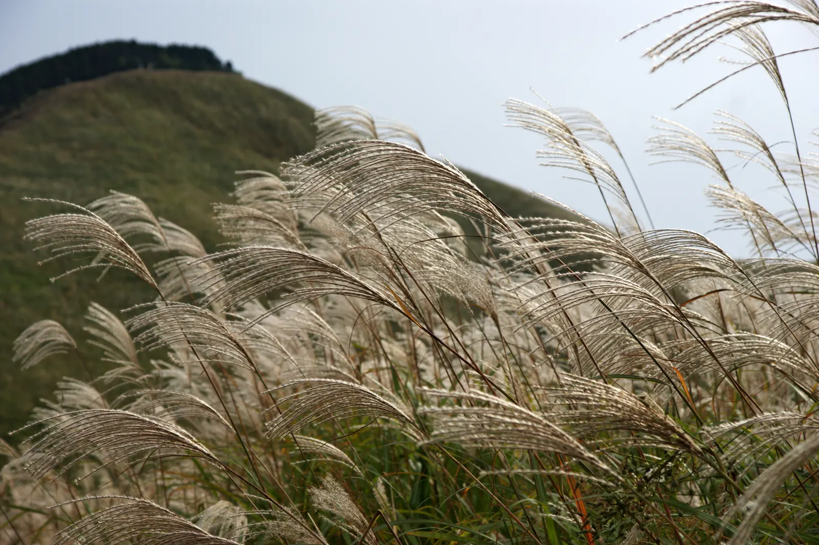 Japanese Silver Grass (Miscanthus Sinensis) — grass / perennial for full; with its year-round interest and elegant poise