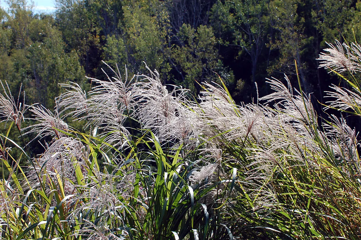Japanese Silver Grass (Miscanthus Sinensis) — with low maintenance needs and moderate drought tolerance; in late summer to early fall, image 67
