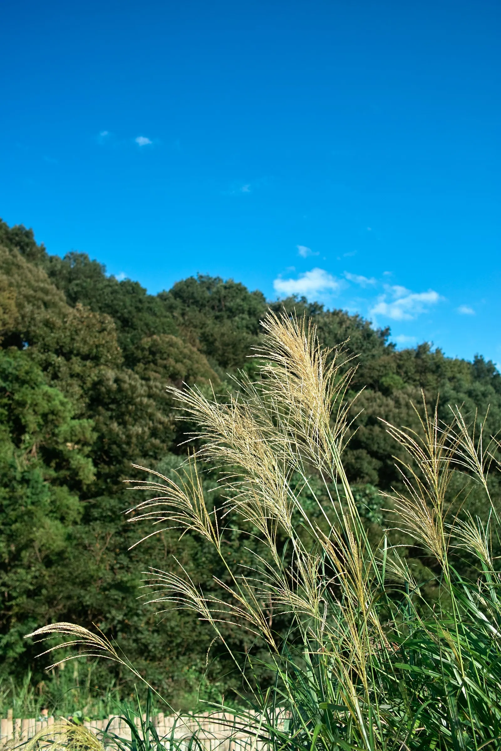 Japanese Silver Grass (Miscanthus Sinensis) — With its year-round interest and elegant poise; ideal for creating visual interest in borders or as a, image 87