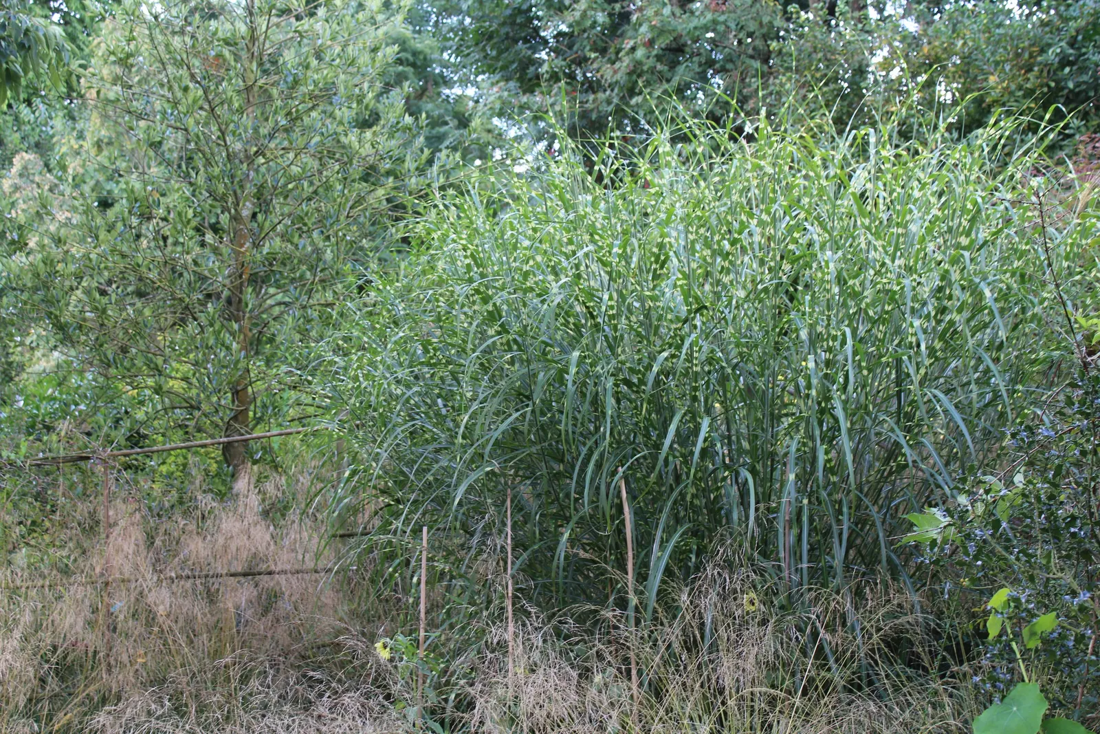Japanese Silver Grass (Miscanthus Sinensis) — grass / perennial with red blooms; it prefers well-drained soil and can tolerate a range of soil types, image 89