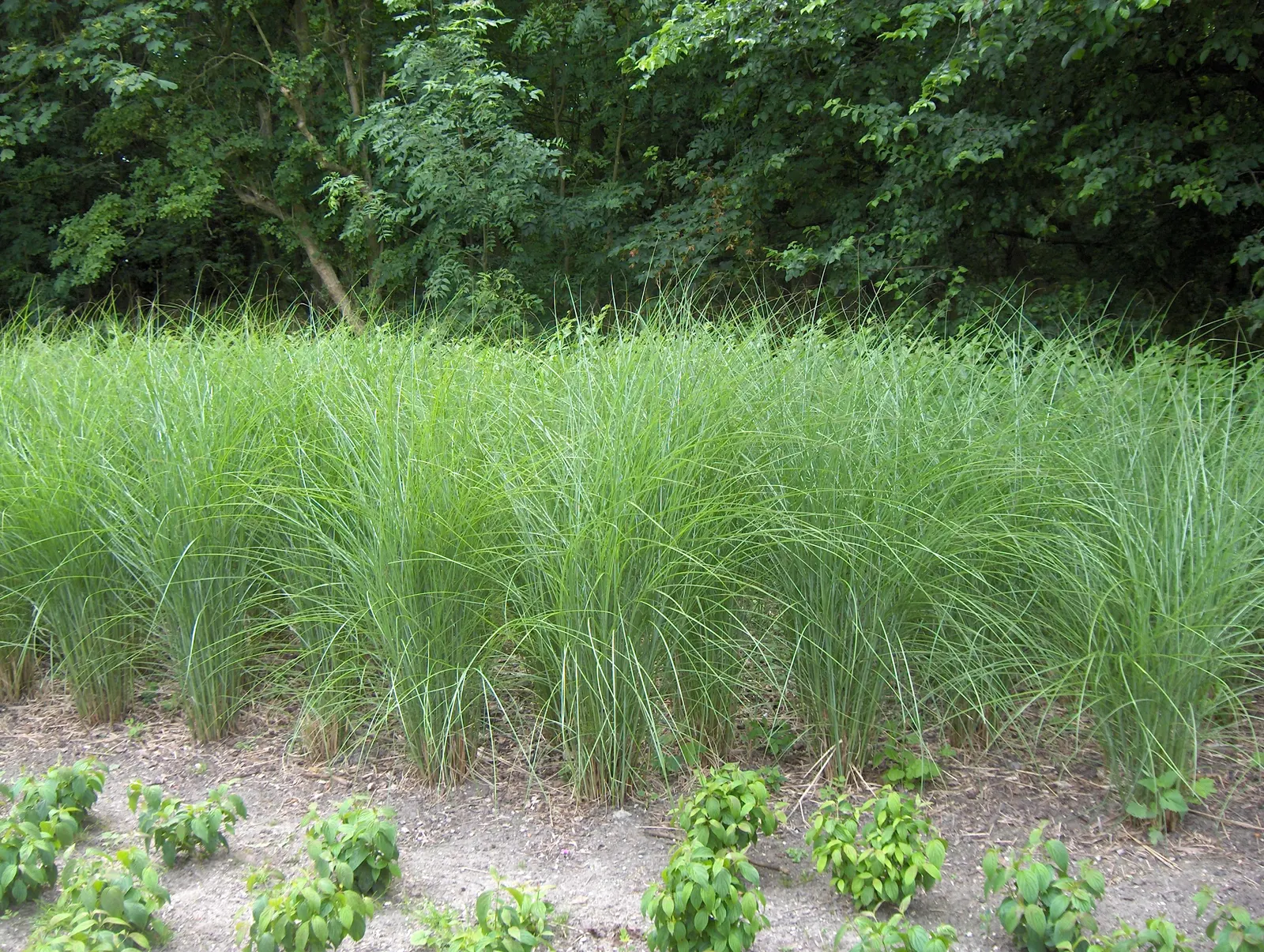 Japanese Silver Grass (Miscanthus Sinensis) — red flowers in the garden; depending on the variety.<br><br>The foliage of Eulalia Grass is one of, image 88