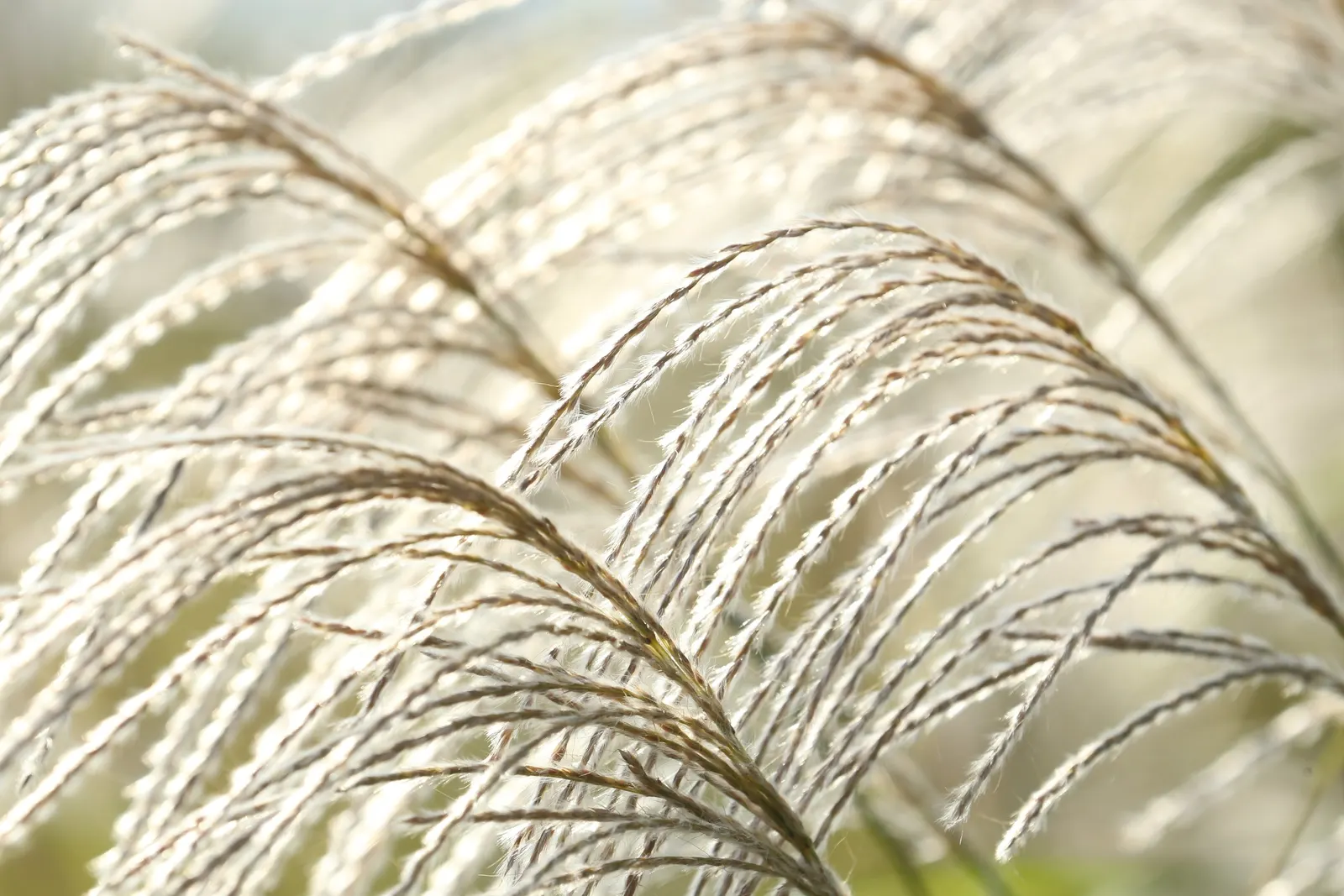 Japanese Silver Grass (Miscanthus Sinensis) — is an ornamental perennial grass reaching 4-7 feet in height with a 3-6 foot spread; it is a robust, image 92