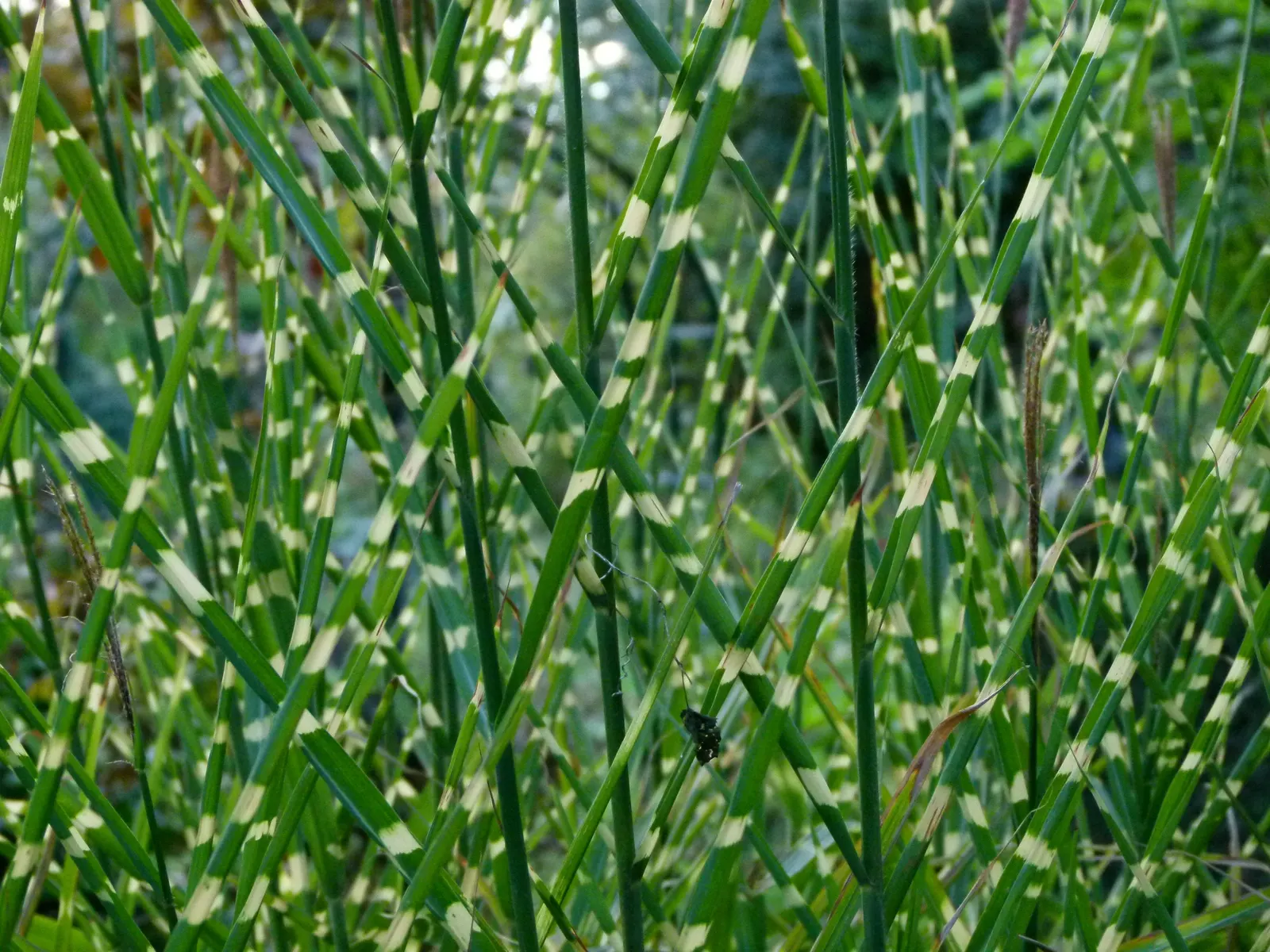 Japanese Silver Grass (Miscanthus Sinensis) — feathery flower plumes emerge; showing resistance to pests and diseases and requiring minimal maintenance once