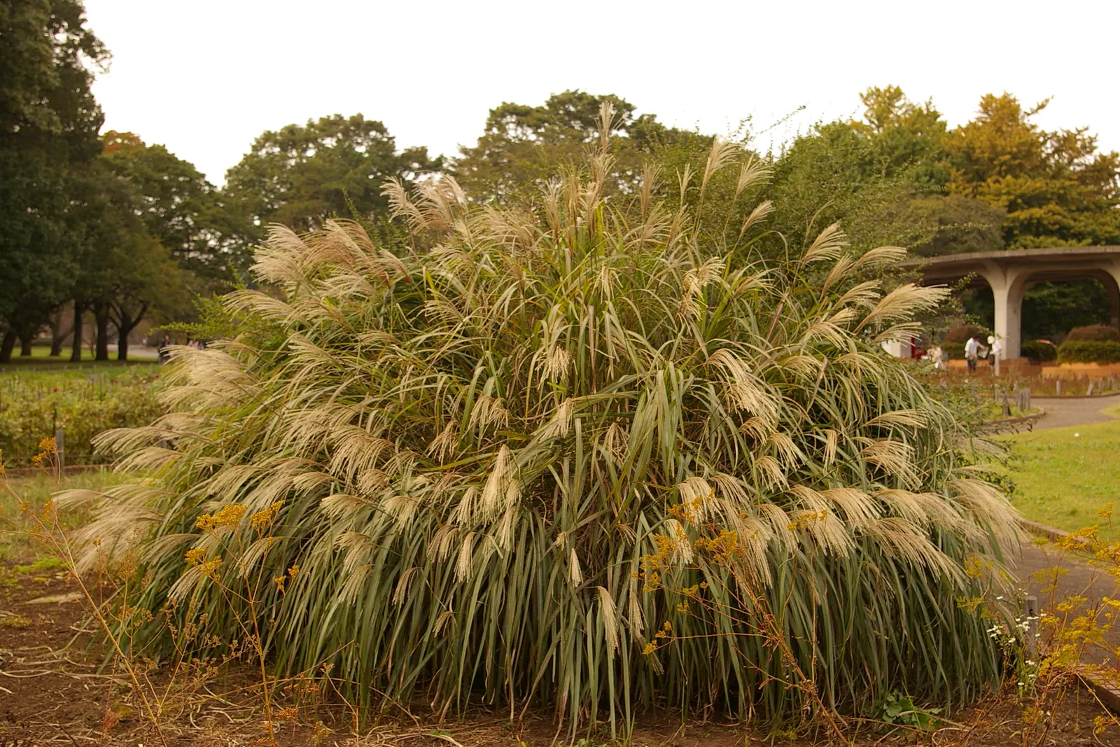 Japanese Silver Grass (Miscanthus Sinensis) — Ideal for creating visual interest in borders or as a screen; is a versatile and graceful ornamental, image 96