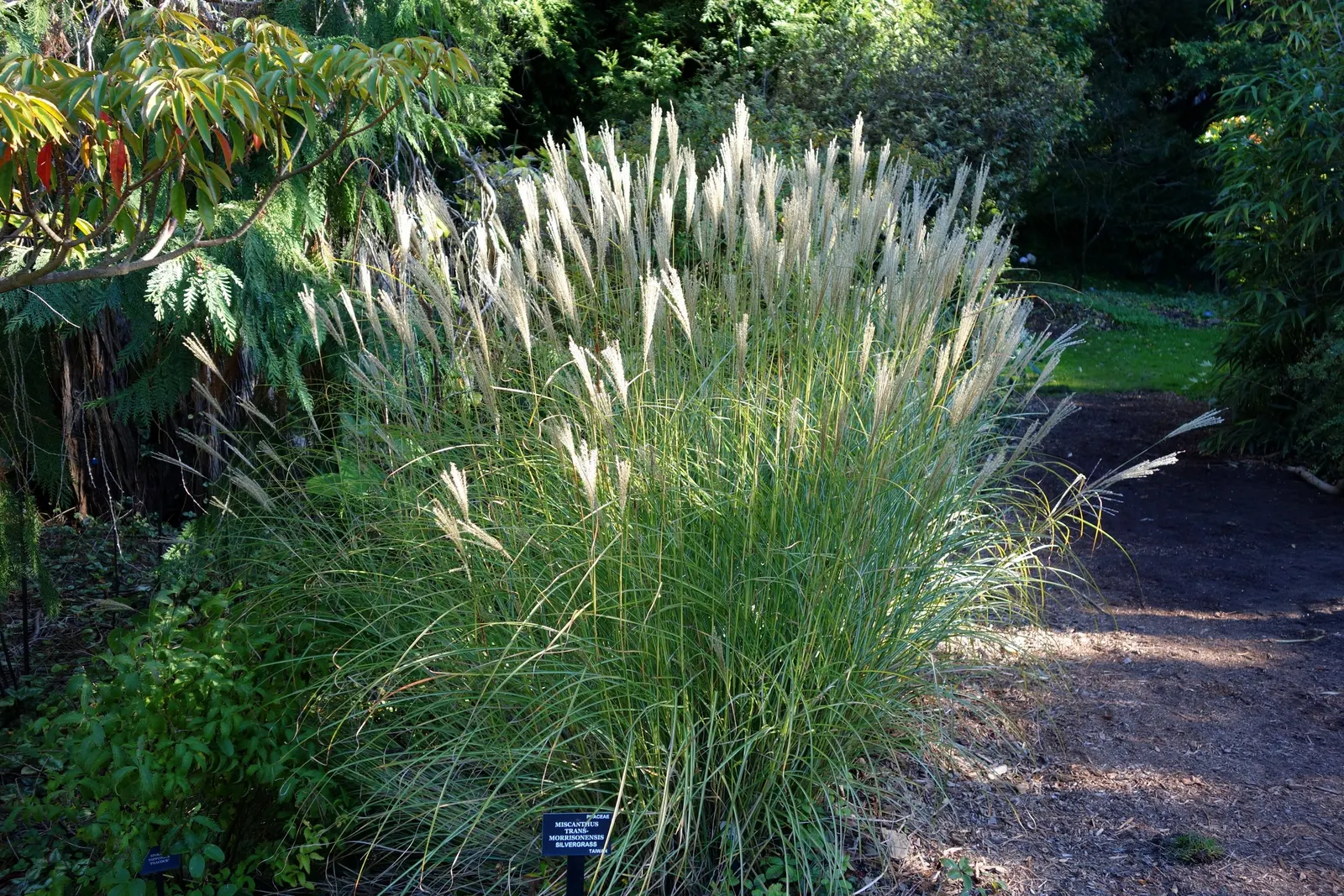 Japanese Silver Grass (Miscanthus Sinensis) — known as Japanese Silver Grass or Eulalia; fan-like plumes rising above, image 91