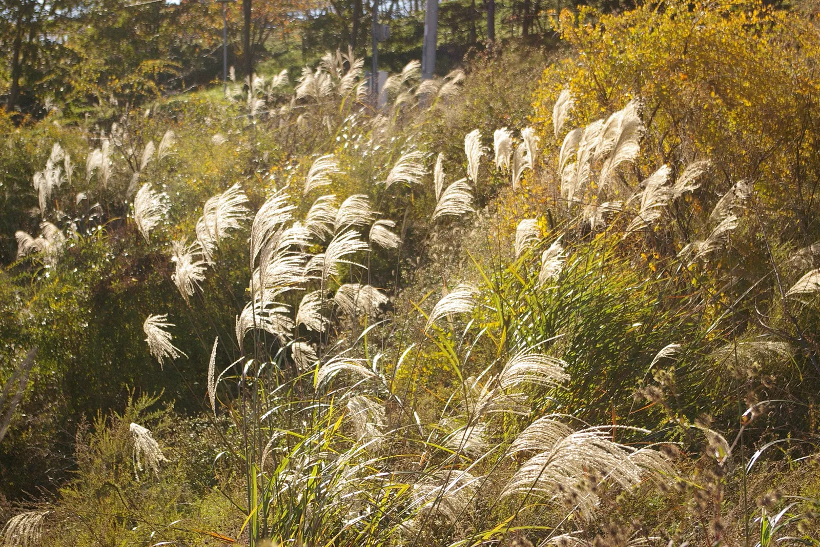 Japanese Silver Grass (Miscanthus Sinensis) — but also hardy in USDA zones 5 through 9; consider using it as a specimen plant, image 85