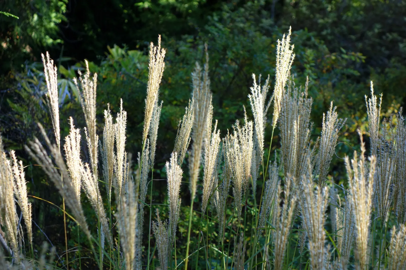 Japanese Silver Grass (Miscanthus Sinensis) — grass / perennial for full; with its year-round interest and elegant poise, image 90
