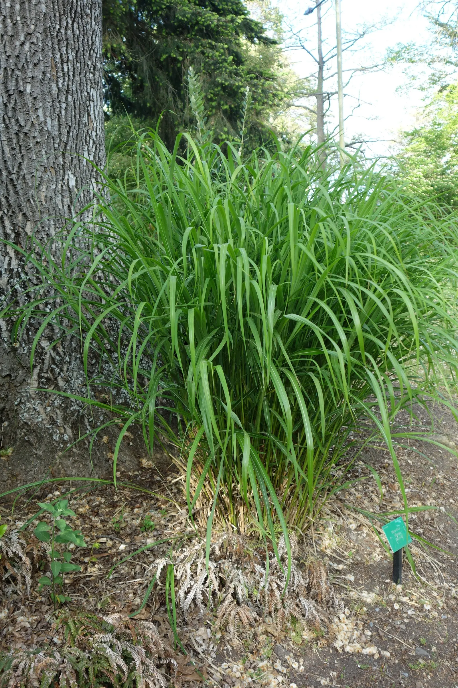 Japanese Silver Grass (Miscanthus Sinensis) — Its arching foliage features prominent silver-green blades; rising above the foliage by 1 to 2 feet, image 93