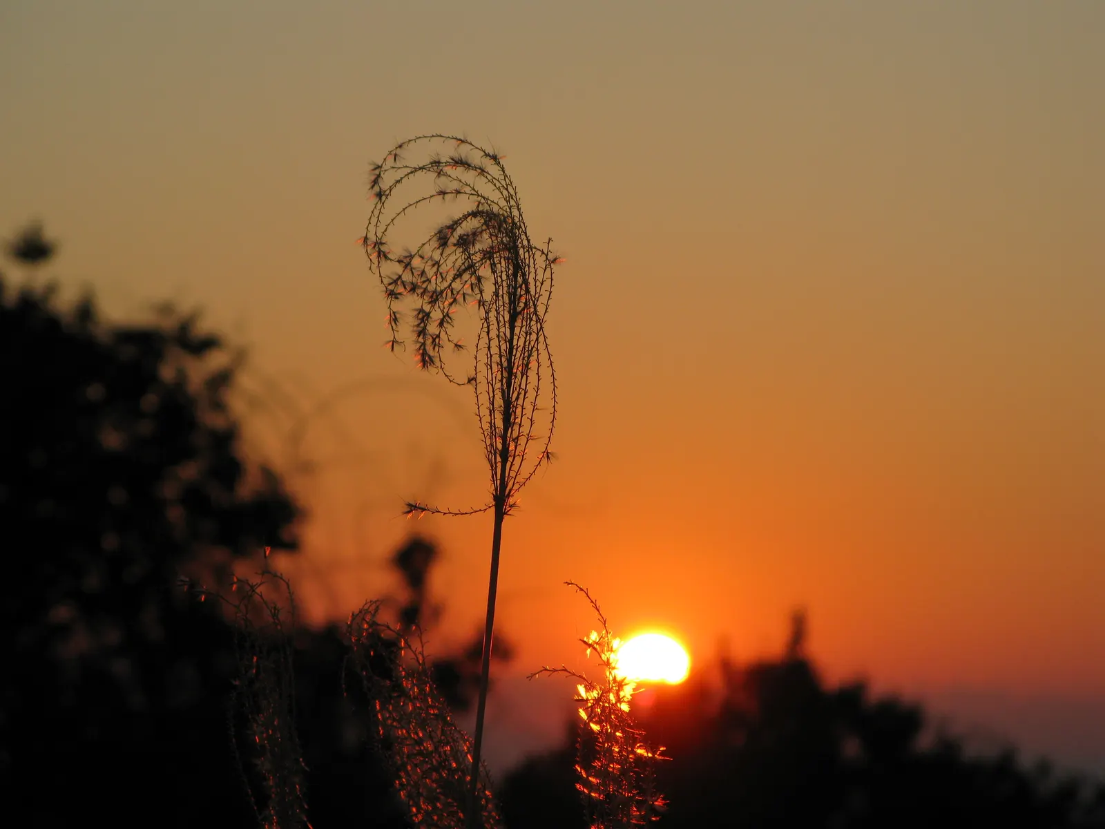 Japanese Silver Grass (Miscanthus Sinensis) — fan-like plumes rising above; but also hardy in USDA zones 5 through 9, image 94