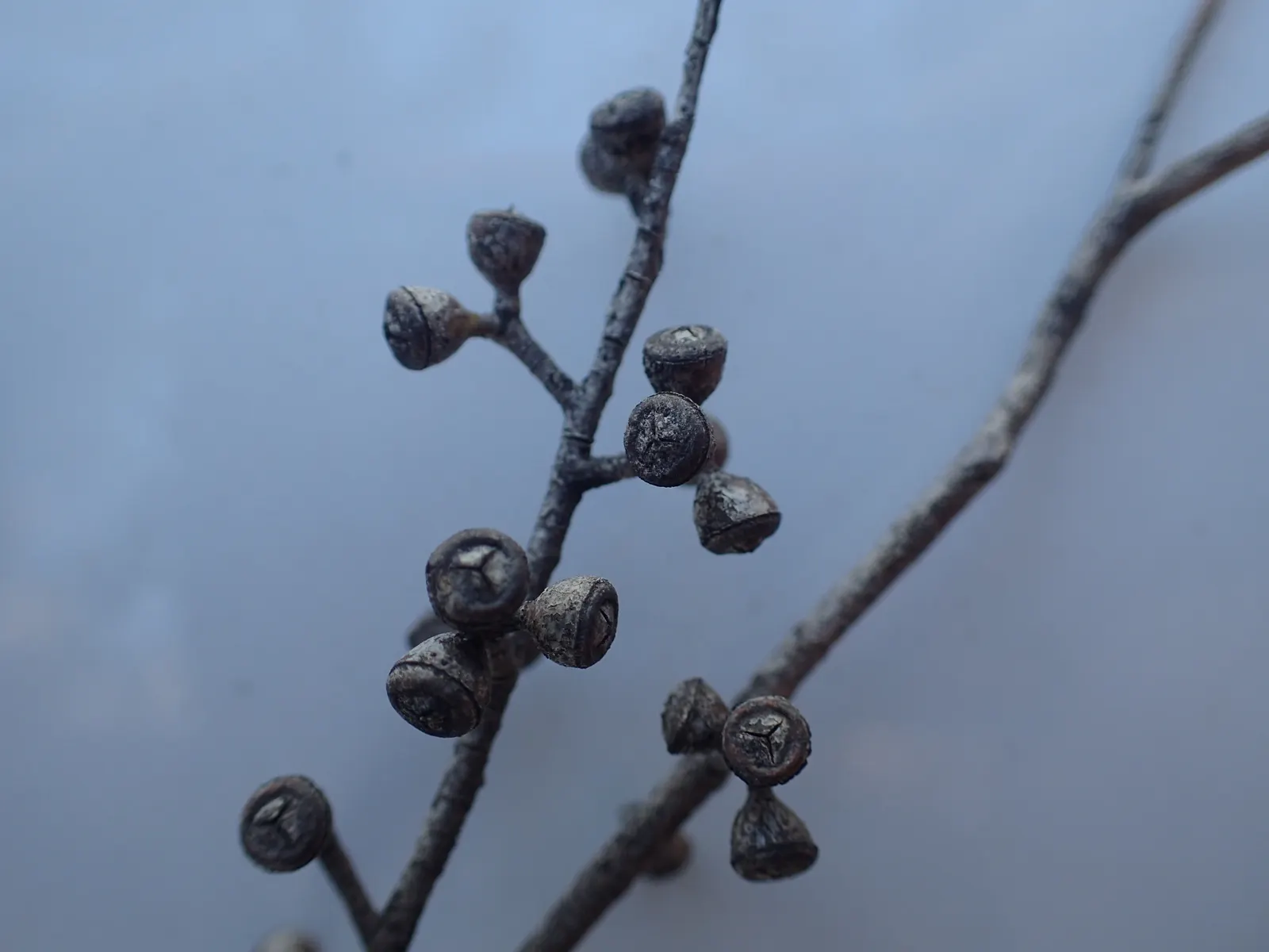 Willow-Leaf Peppermint (Eucalyptus Nicholii) — maturing at around 50-60 feet in height with a 40-50-foot spread