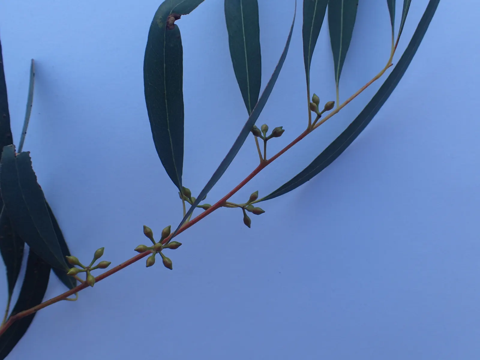 Willow-Leaf Peppermint (Eucalyptus Nicholii) — is a highly ornamental tree valued for its weeping foliage and distinctive aromatic presence