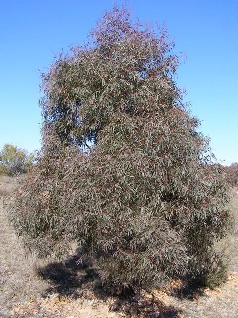 Willow-Leaf Peppermint (Eucalyptus Nicholii) — scientifically known as Eucalyptus nicholii
