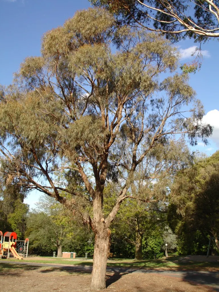 Willow-Leaf Peppermint (Eucalyptus Nicholii) — With a moderate growth rate