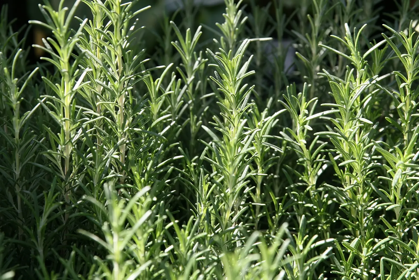 Arp Rosemary (Rosmarinus Officinalis 'Arp') — Arp Rosemary (Rosmarinus officinalis 'Arp') is a hardy